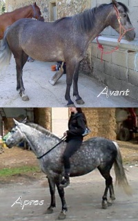 Evolution de vos chevaux avant/après - Page 2 545534Rcemmentmisjour