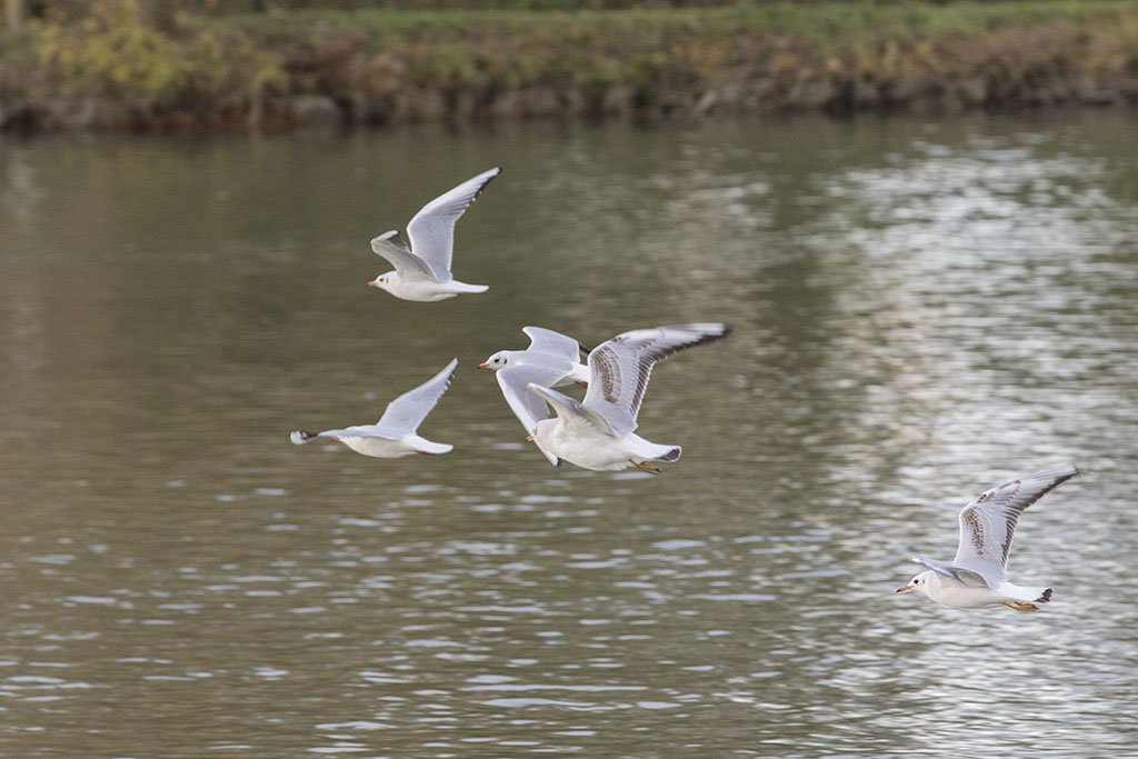 Mouette MAJ du 27/11 5473279X2A8107