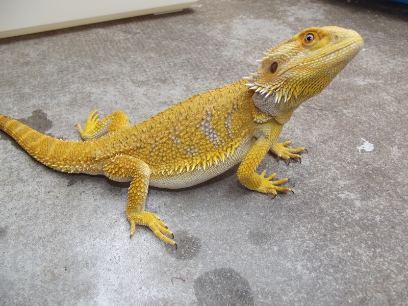 Mon cheptel pogona 547361DSCF2447