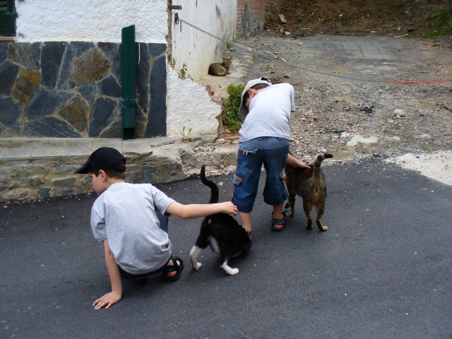 Chats errants en Espagne 548070P1070123