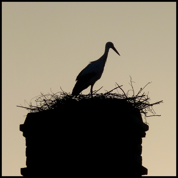 Le topic de vos photos (tome 3) - Page 38 548639cigogne1