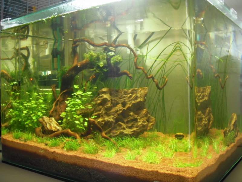 Mon Scaper's Tank 50L Aquascaping - Page 3 548770P2130056