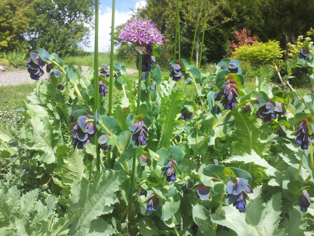 cerinthe major - Page 2 54933820170503141621