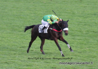 Prix Lutteur III 2016 ( St., L., Auteuil) 27-03 : Kelthomas 549988Marvelflight2