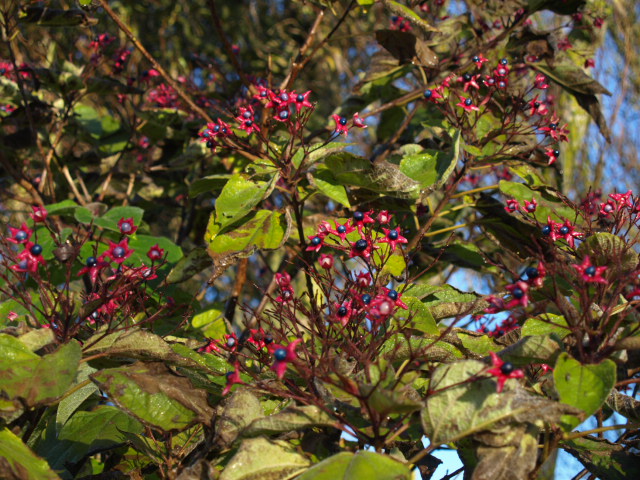clerodendron trichotomum 552394PB184051
