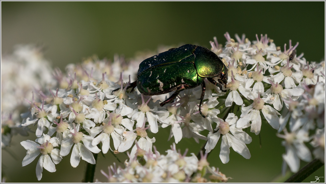 Insectes volants 552932LR6P1650776