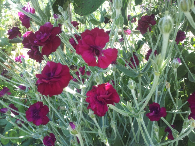 lychnis coronaria 55313820160628124245