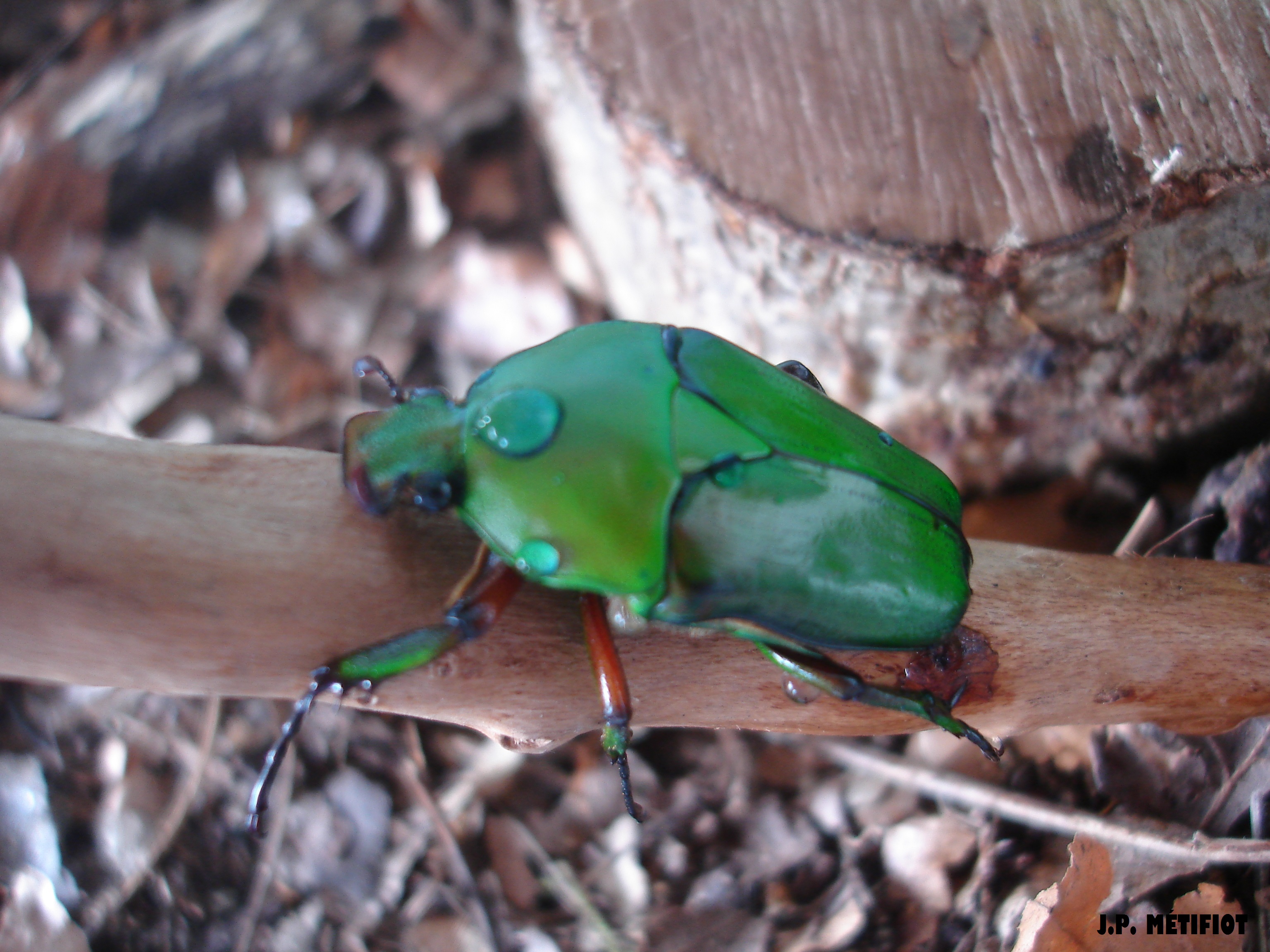 élevage Eudicella 553632DSC06302