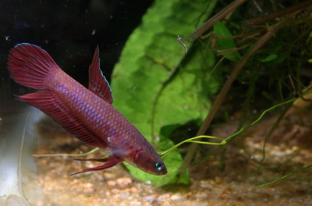 [Labyrinthidé] Le Betta coccina 554165IMGP3086