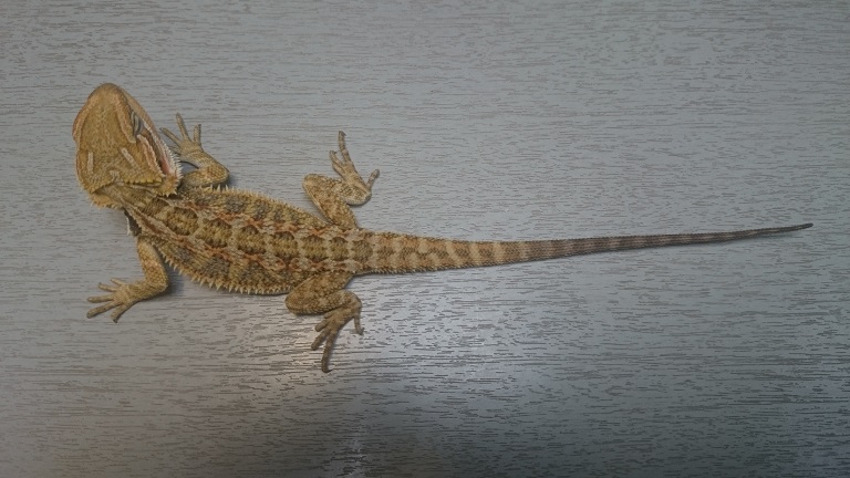 achat pogona photo votre avis svp 554945DSC0032