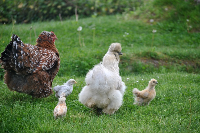 Adoption poussins par poule soie  558362DSC0810