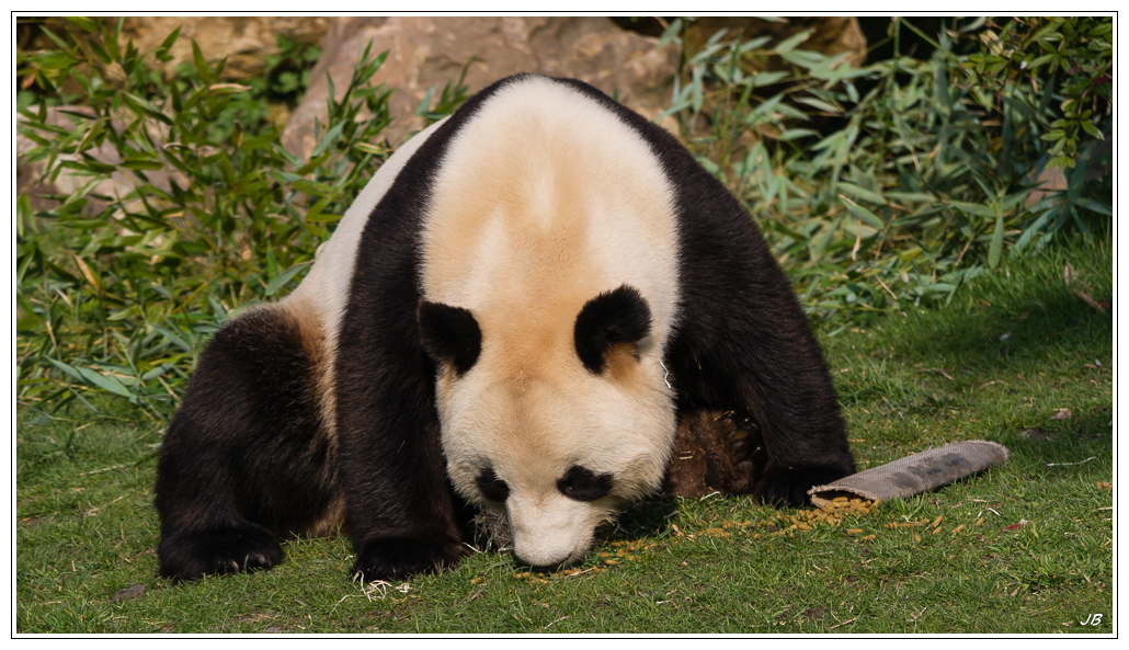 Zoo de Beauval: les poils 558725LR53P1140196