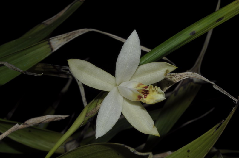 Sobralia candida 560370Sobraliasp6