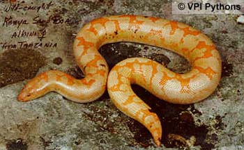 Ophidien : Gongylophis Colubrinus 560756vpi