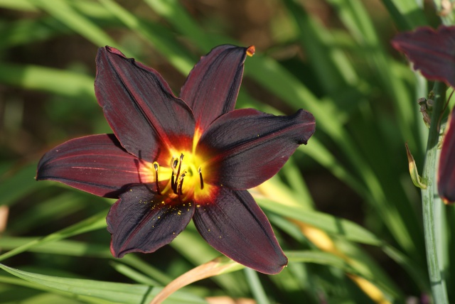 Hemerocallis - des variétés - Page 7 562182009