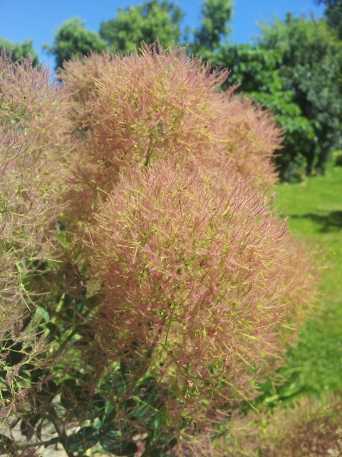 les cotinus (arbre à perruque) - Page 2 56590320160628124051