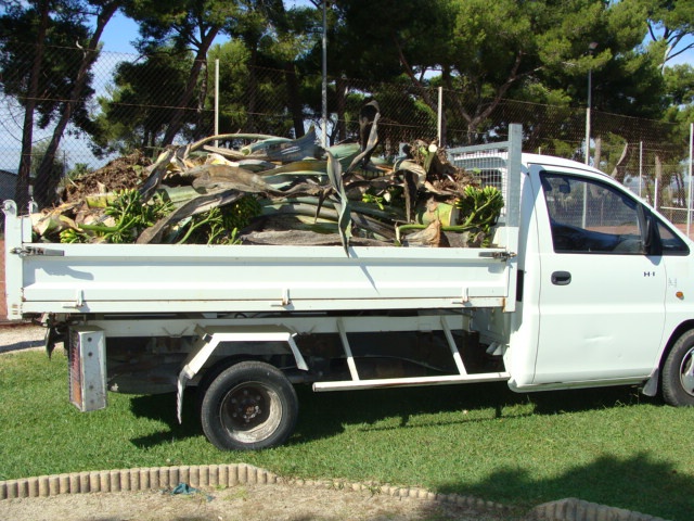 floraison agave - Page 2 567722DSC04973