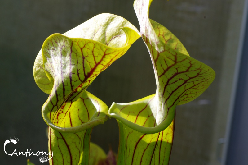 Quelques Sarracenia 568229IMGP5002