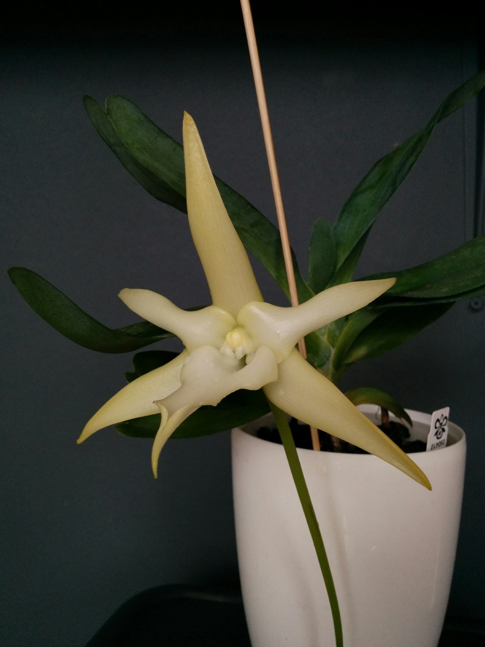 Angraecum sesquipedale 568427IMG20160325105029