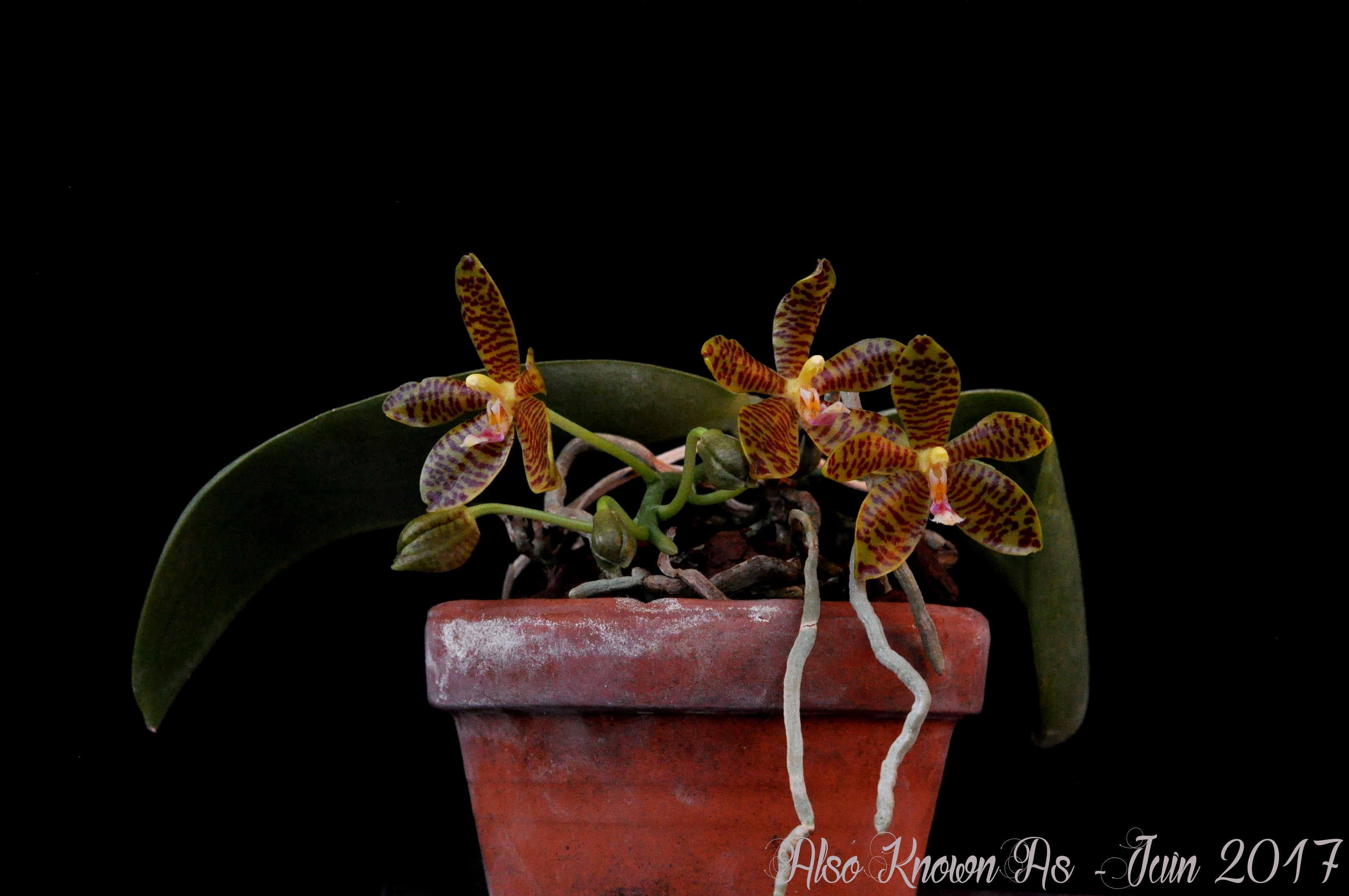 Phalaenopsis Rosie Clouse (gigantea x mannii) 568831rosieclouse