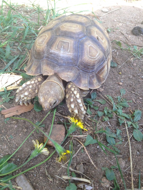 Miam les bonnes plantes  568929CENTROCHELYSSULCATA22SEPTEMBRE2012002