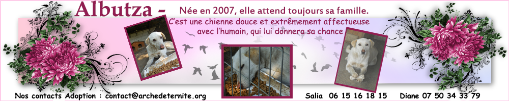 LA VIE COMME CADEAU DE NOEL - 13 CHIENS A SORTIR DE L'EQUARRISSAGE - R 569224bannirealbutza