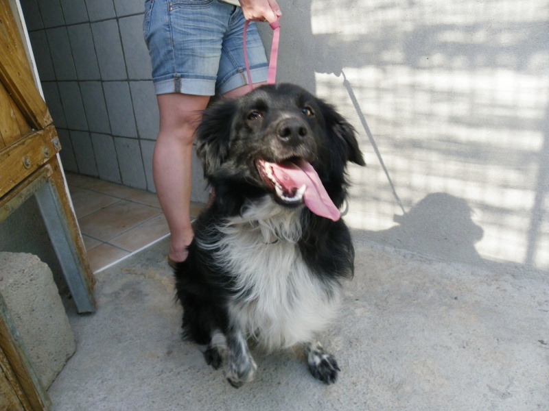 IRIS (chienne x border noire et blanche) 569391IMGP4447