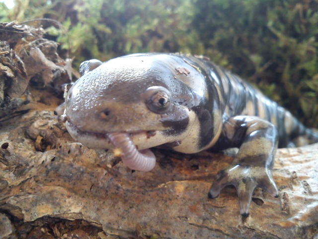 Couple d'Ambystoma mavortium d'Alexia... (Photos du 17 Octobre.) 569864051