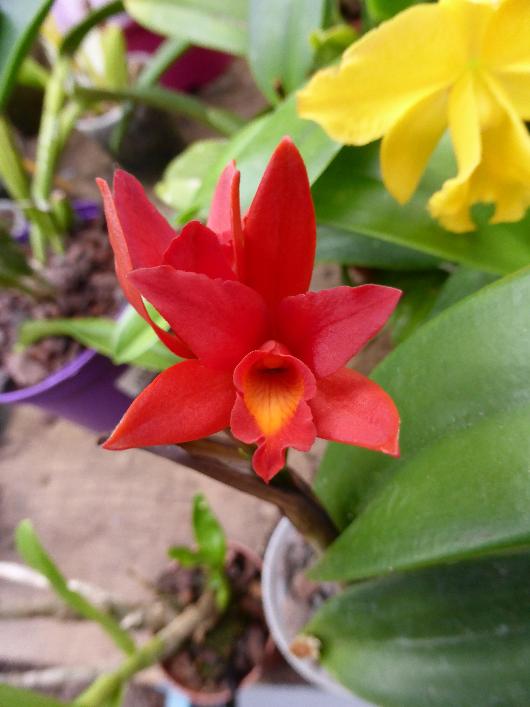 Cattlianthe (Lc) Rojo (G. aurantiaca x C. milleri) 57050213a