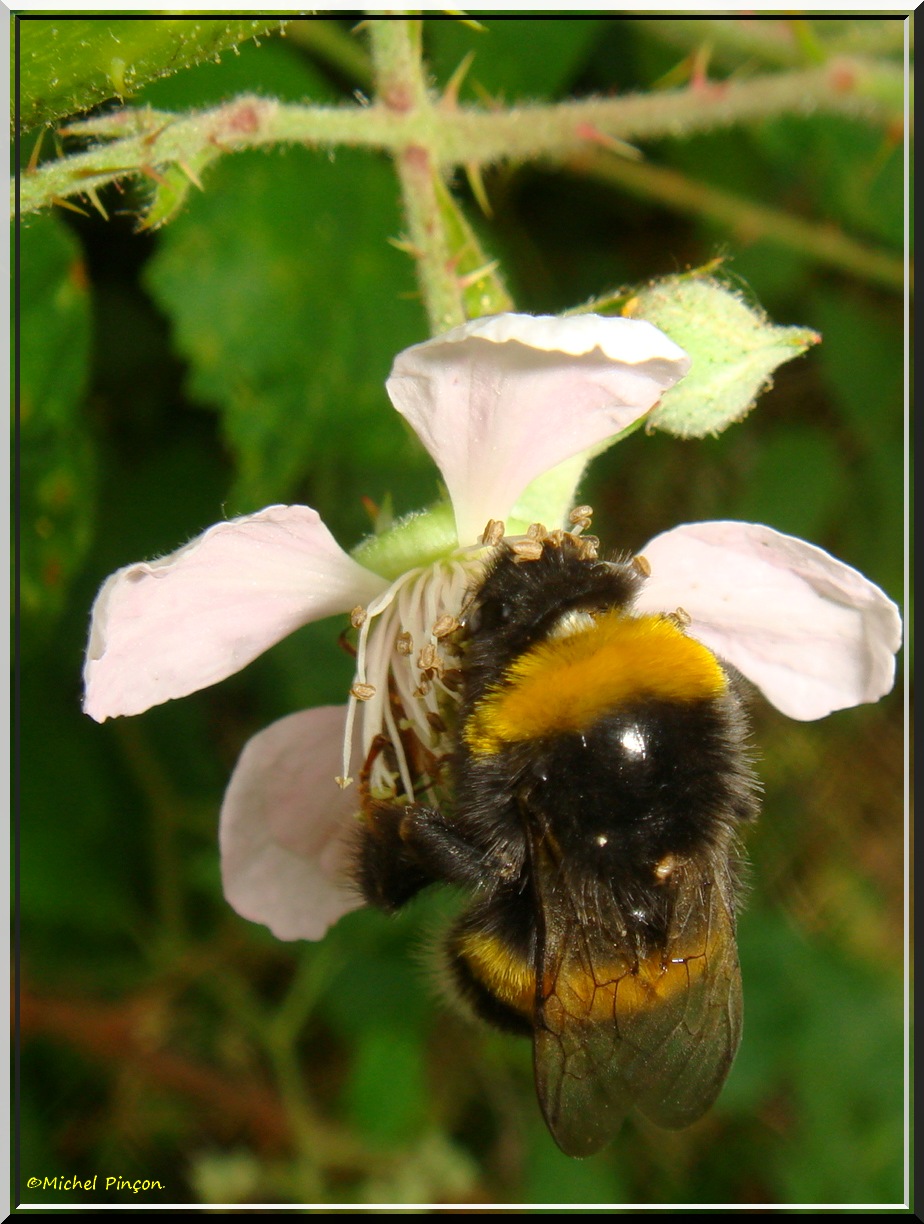 Insectes et Proxi. [Fil Ouvert] - Page 8 570832DSC013016