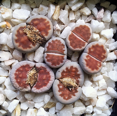 Variations sur Lithops karasmontana...  571615LithopskarasmontanasspkarasmontanavkarasmontanaBrickRed