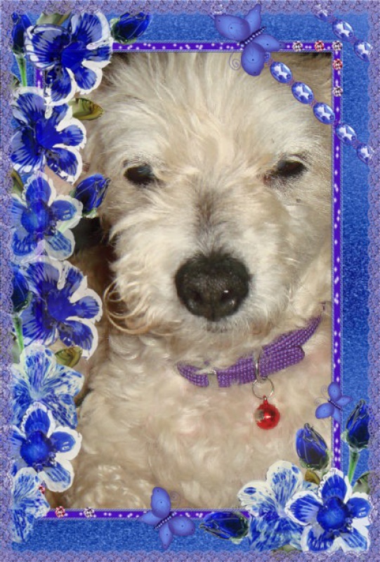 MILAINE F BICHON  12 ANS SPA GIEN (45) ADOPTEE PAR DAYSIE  - Page 4 5718661VOESNDXM