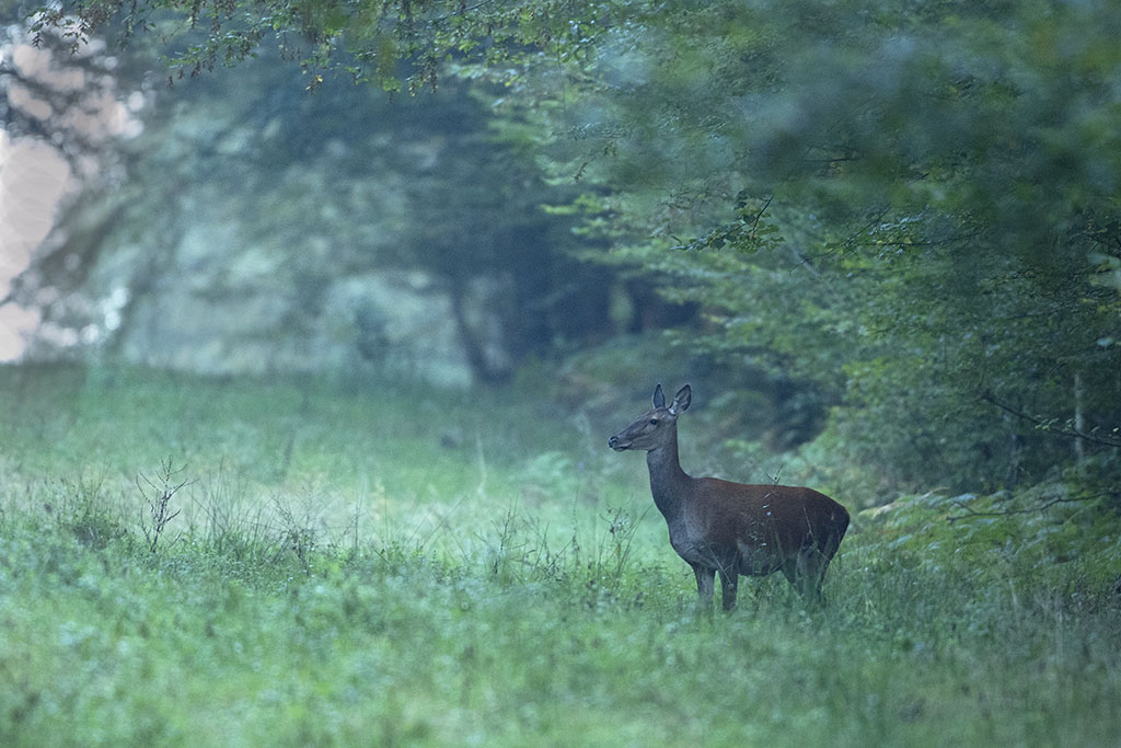 Dans la forêt + suite 5730219X2A4992