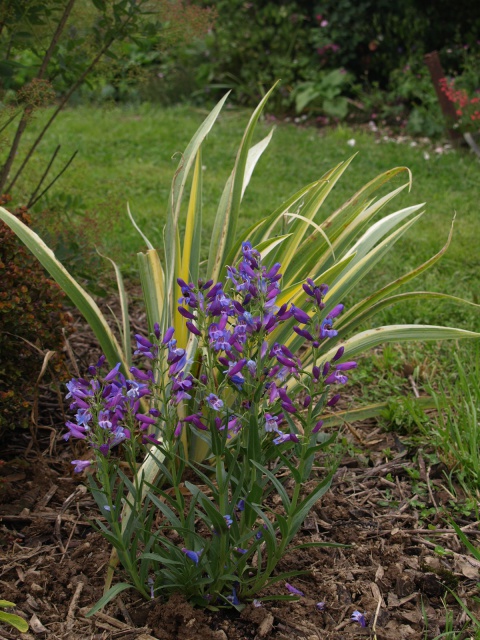 Penstemon - Page 12 573102P6182298