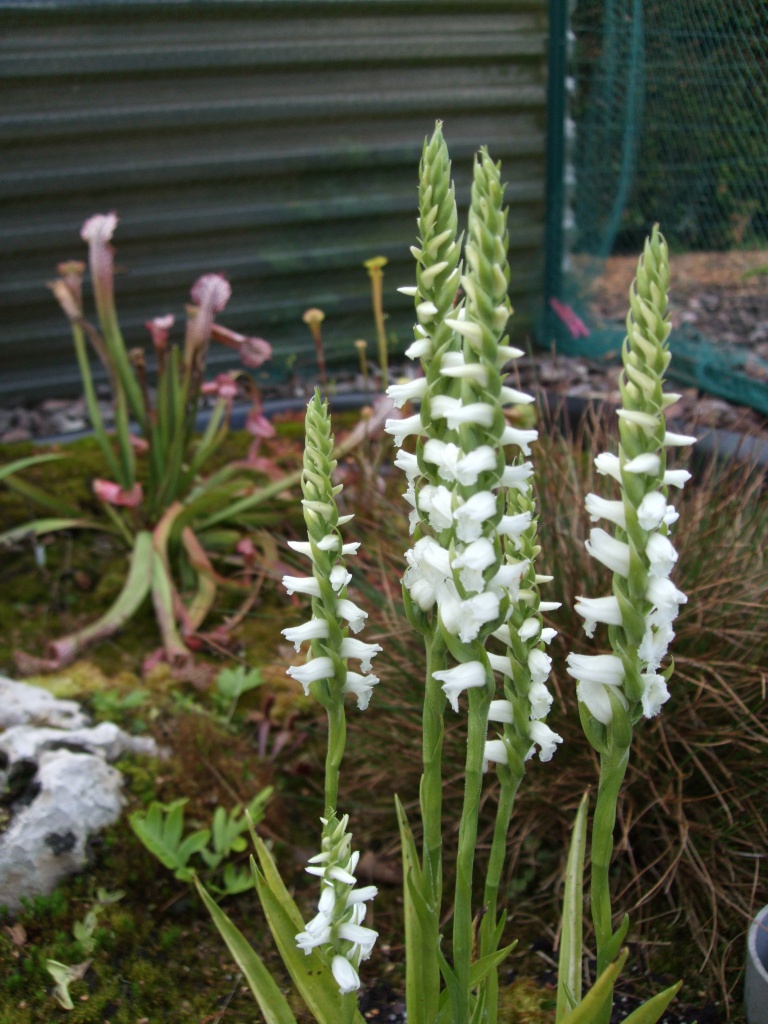 Ma tourbière - 3 ans après 573502Spiranthes