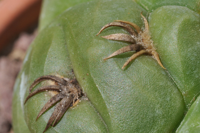 GYMNOCALYCIUM !!! - Page 4 573975megalothelon120617005