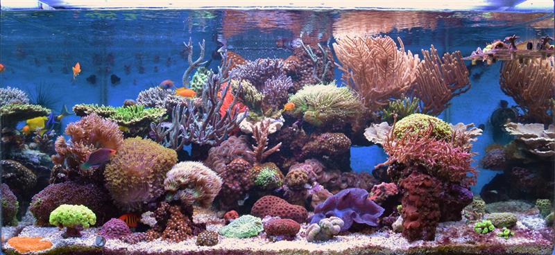 AsTa's New Reef  - Page 6 574012s2016032442mylittlereefathome