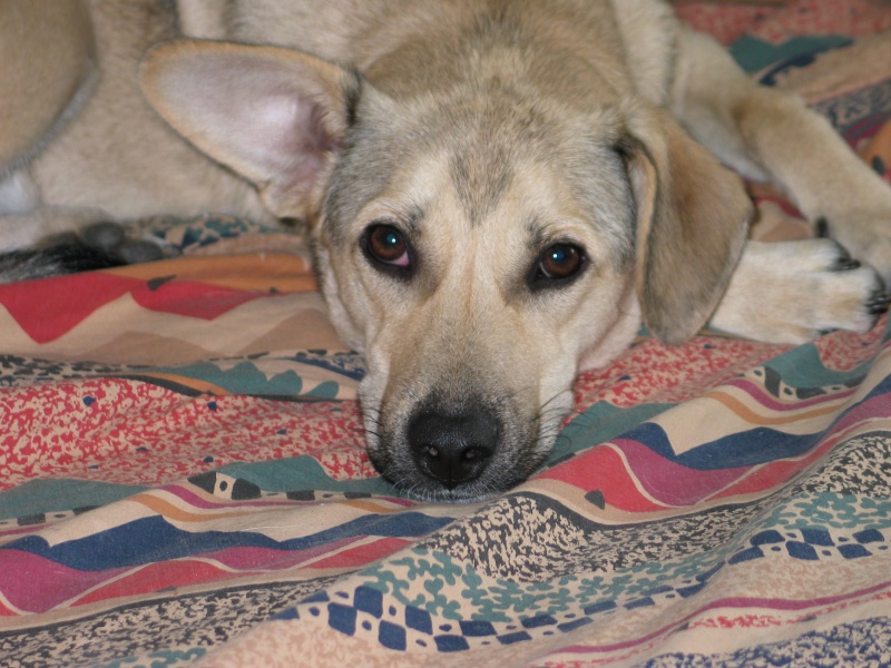 Molly, adorable petite chienne, née en août 2011  574031IMG9252
