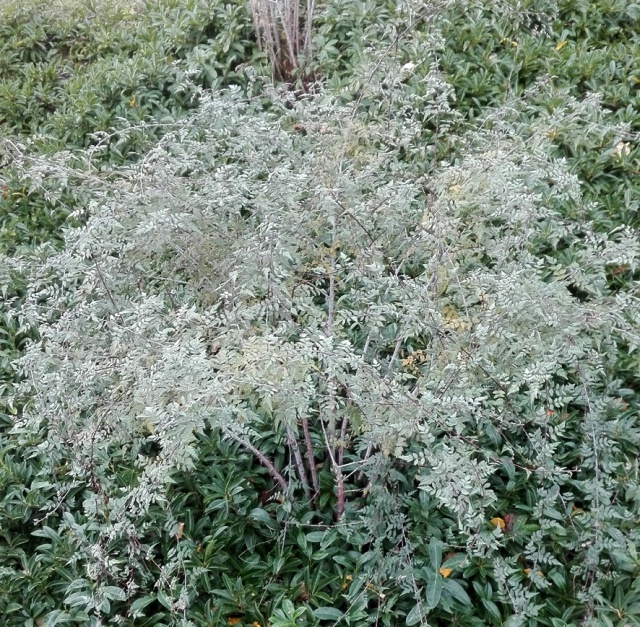 Rubus thibetanus 'Silver Fern' [identification] 574223IMG20171129143412