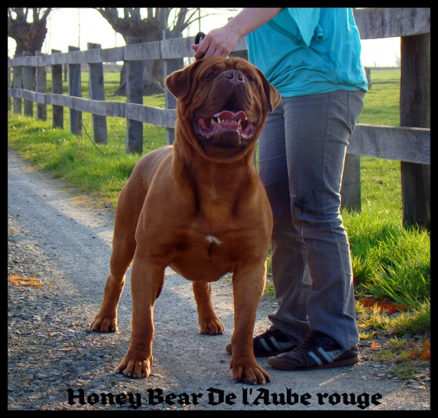 Honey Bear de l'Aube  Rouge 574574DSC09957