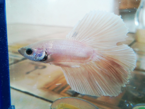 Mes Bettas NEWS- ViiNC3 576680Moustillon