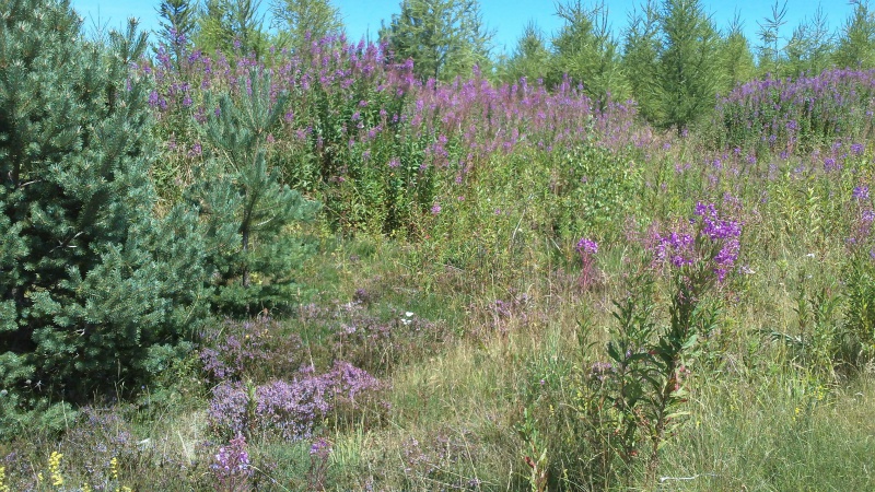 Midi-Pyrénées 576682Margeride005