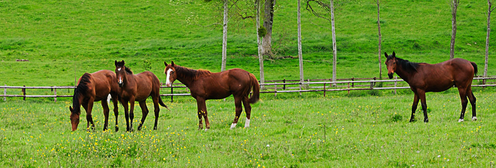 [Fil - Ouvert ] Chevaux - Page 5 577625LalouvireDSC2535542