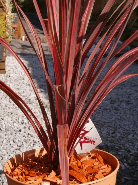 Phormium tenax - Page 2 578640ElectricPink