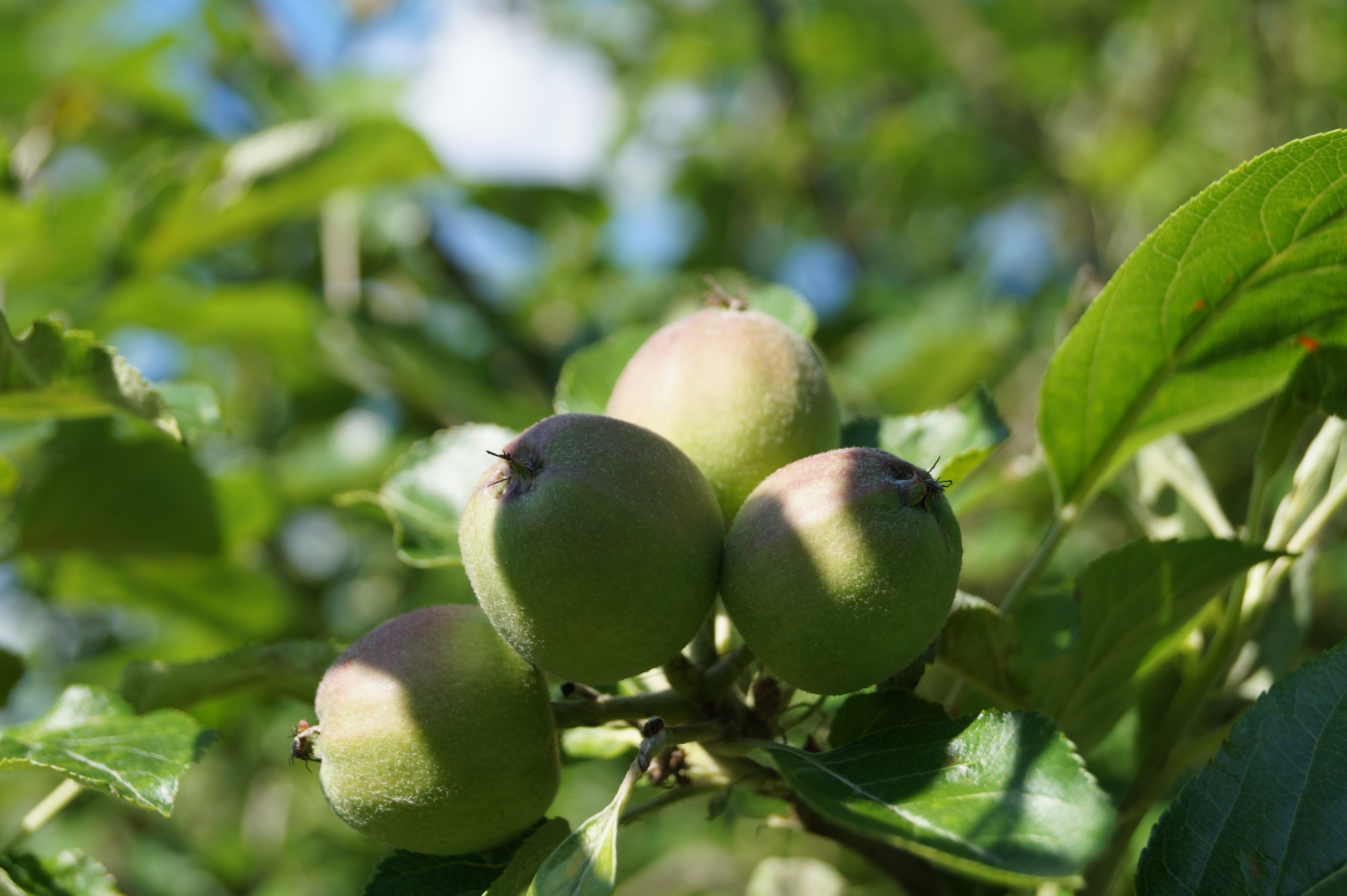 [Fil ouvert] Fruit sur l'arbre 579474DSC01146