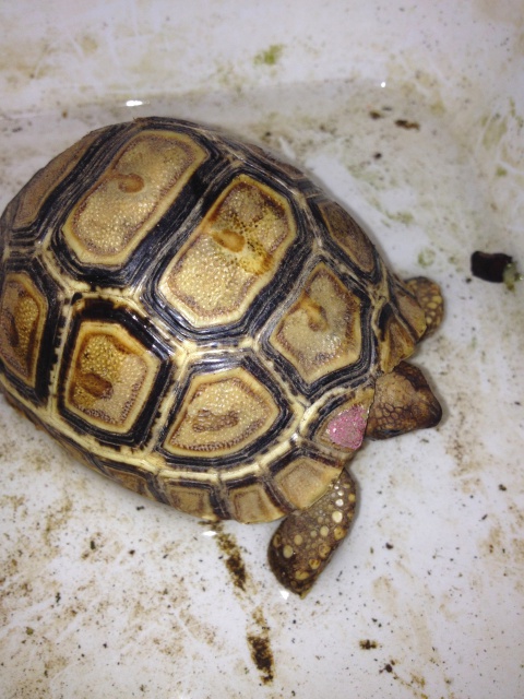 Photo de mes tortues au bain (ET JOYEUX NOEL) 580352IMG8256