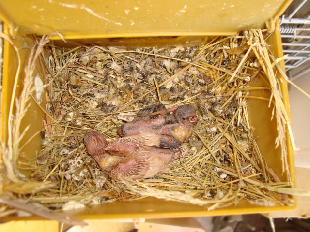 les oiseaux d'un passionné de bec droits du 62 580766DSC07967