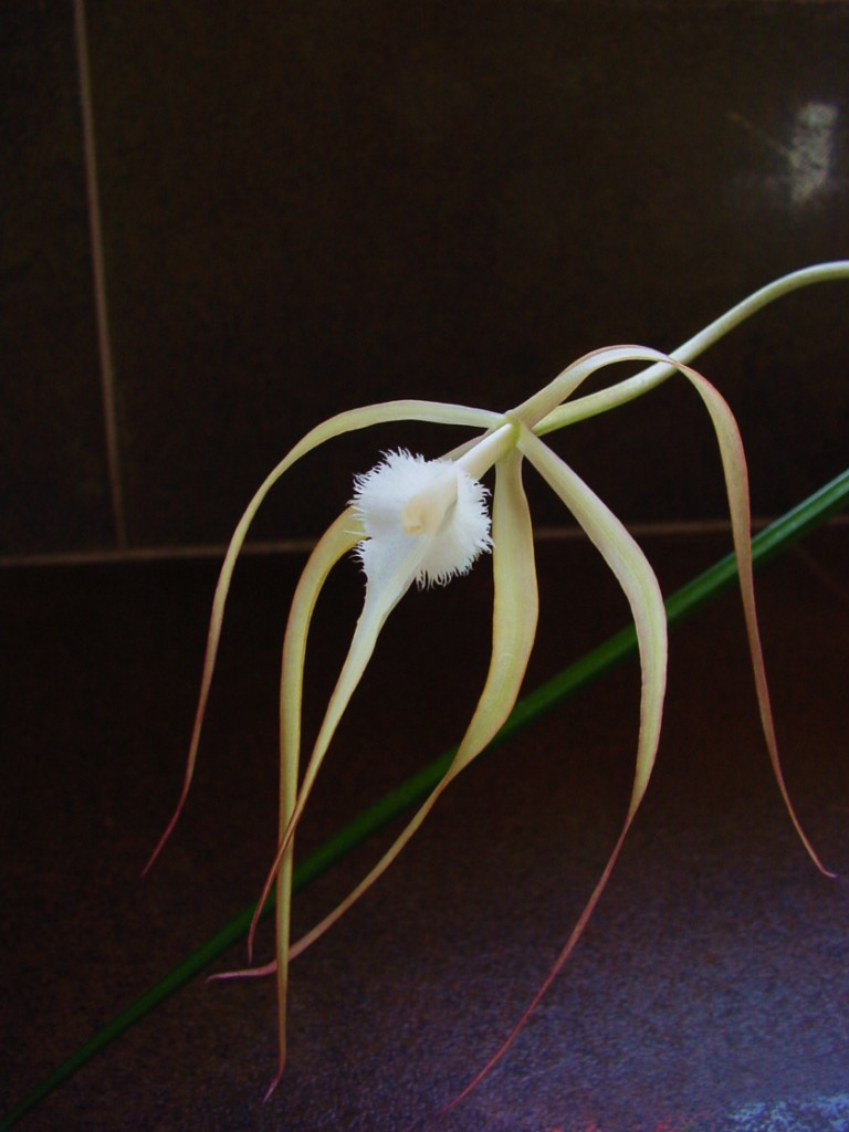 Brassavola cucullata 581733DSC060121024x768