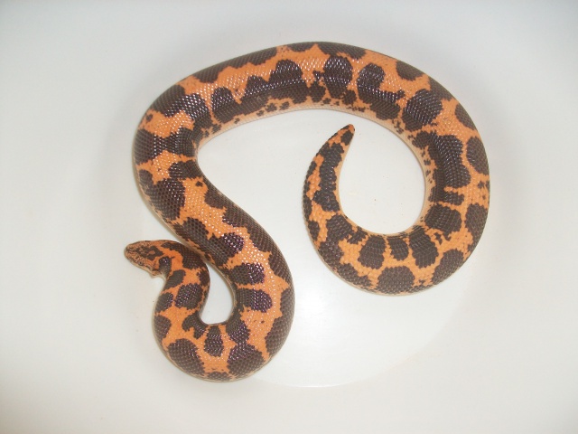 Ophidien : Gongylophis Colubrinus 5819181001268