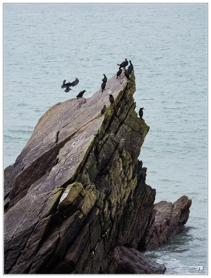 Oiseaux du Conquet 584172LR5P1120996